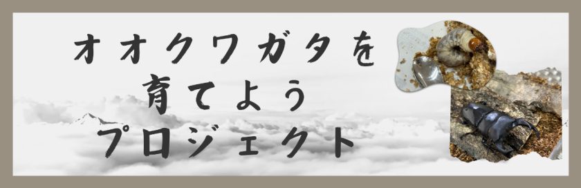 オオクワガタを育てようプロジェクト